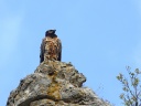 GYPAETE BARBU01207