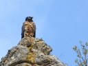 GYPAETE BARBU01209