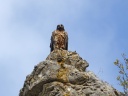 GYPAETE BARBU01212