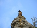 GYPAETE BARBU01233