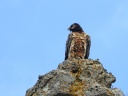 GYPAETE BARBU01238