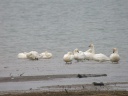CYGNE-BEWICK3207