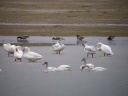 CYGNE-BEWICK4333