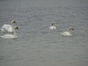 CYGNES BEWICK-TUBERCULE02337