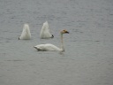 CYGNE BEWICK01910