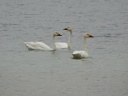CYGNE BEWICK01922