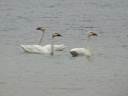 CYGNE BEWICK01939