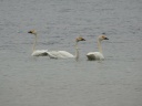 CYGNE BEWICK01949