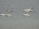 CYGNE BEWICK02011