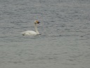 CYGNE BEWICK02053