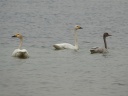 CYGNE BEWICK02067