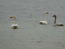 CYGNE BEWICK02070
