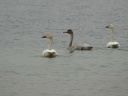 CYGNE BEWICK02074