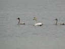 CYGNE BEWICK02110