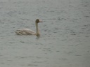 CYGNE BEWICK02176