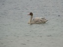 CYGNE BEWICK02182