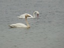CYGNE BEWICK02196