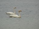 CYGNE BEWICK02226