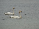 CYGNE BEWICK02227
