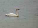 CYGNE BEWICK02234