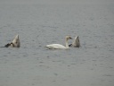 CYGNE BEWICK02293