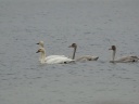 CYGNE BEWICK02300