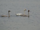 CYGNE BEWICK02382