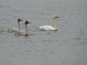 CYGNE BEWICK02391