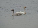 CYGNE BEWICK02422