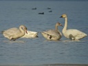 CYGNE BEWICK1123