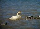 CYGNE BEWICK1809