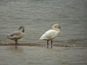 CYGNE BEWICK2126