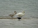 CYGNE BEWICK2251