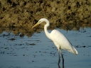 GRANDE AIGRETTE8353
