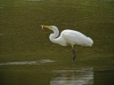 GRANDE AIGRETTE9729