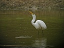 GRANDE AIGRETTE9754