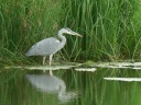 HERON CENDRE1170944
