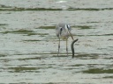 HERON CENDRE BROCHET1180918