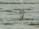 HERON CENDRE BROCHET1180920