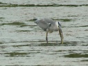HERON CENDRE BROCHET1180933