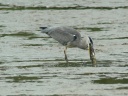 HERON CENDRE BROCHET1180934