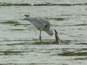 HERON CENDRE BROCHET1180935