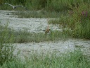 HERON POURPRE09057