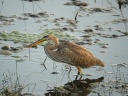 HERON POURPRE09437