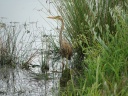 HERON POURPRE09557