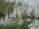 HERON POURPRE09564