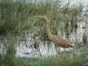 HERON POURPRE09571