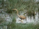 HERON POURPRE09579