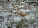 HERON POURPRE09594