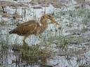 HERON POURPRE09599